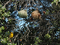 Weaver Bird