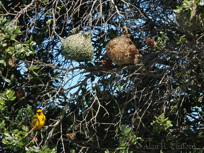 Weaver Bird