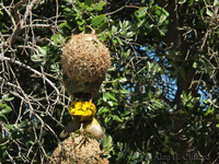 Weaver Bird