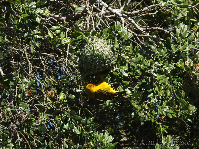 Weaver Bird