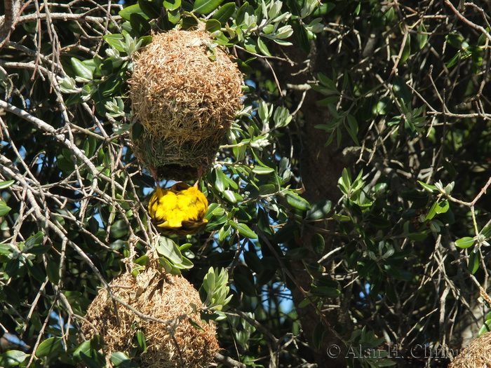 Weaver Bird