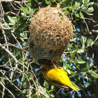 Weaver Bird