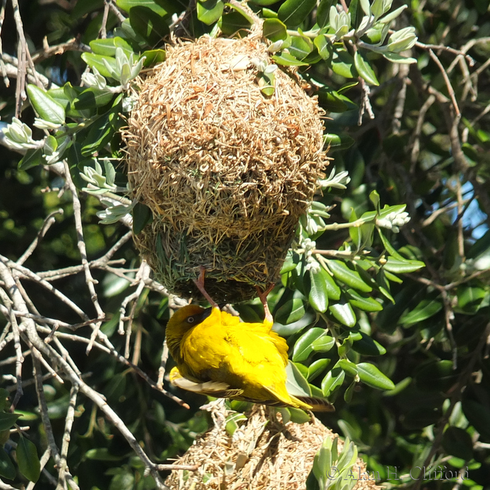 Weaver Bird