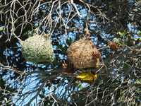 Weaver Bird