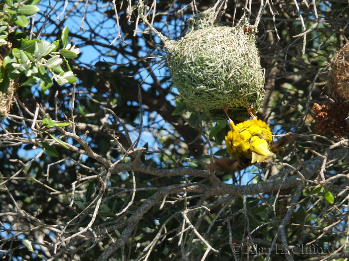 Weaver Bird