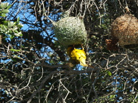 Weaver Bird