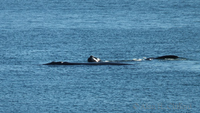 Whale at De Kelders