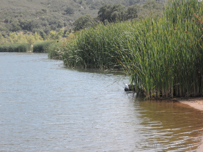 Lake Wohlford