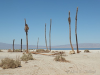 Salton Sea