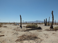 Salton Sea