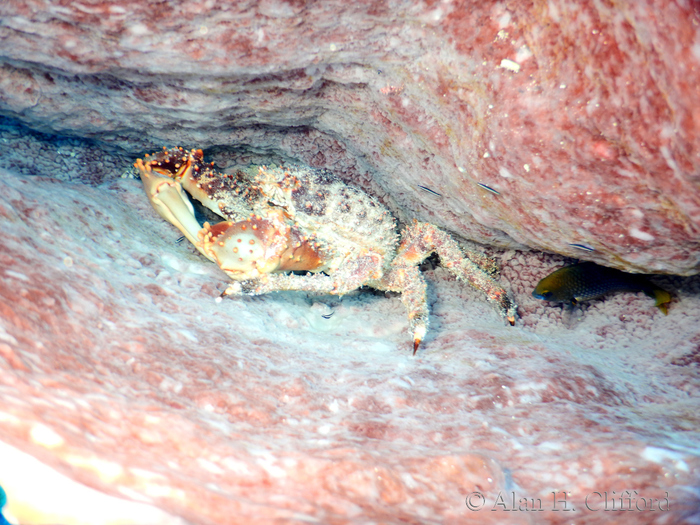 Crab in a sponge