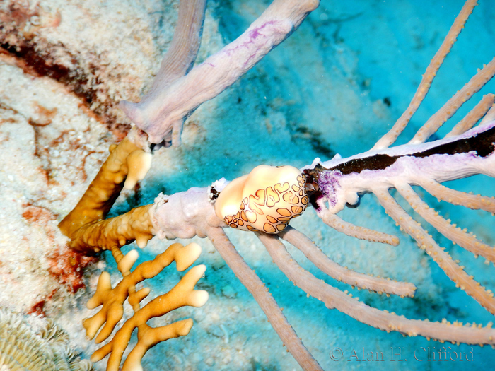 Flamingo Tongue