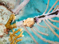 Flamingo Tongue