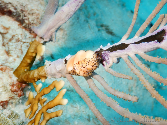 Flamingo Tongue