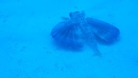 Flying Gurnard (10 MB movie)