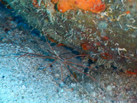 Yellowline Arrow Crab