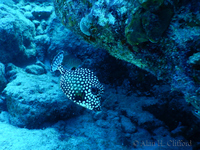 Spotted Trunkfish