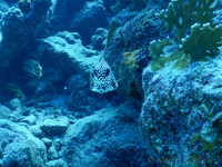 Spotted Trunkfish