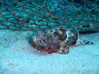 Scorpionfish