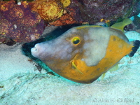 Whitespotted Filefish