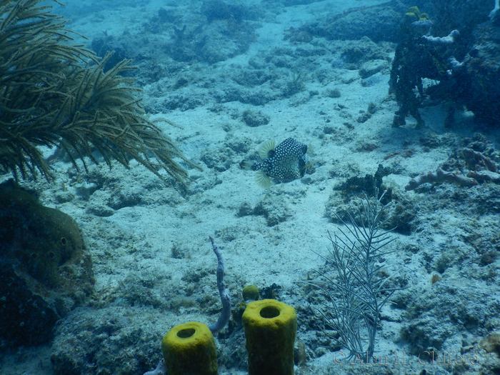 Trunkfish