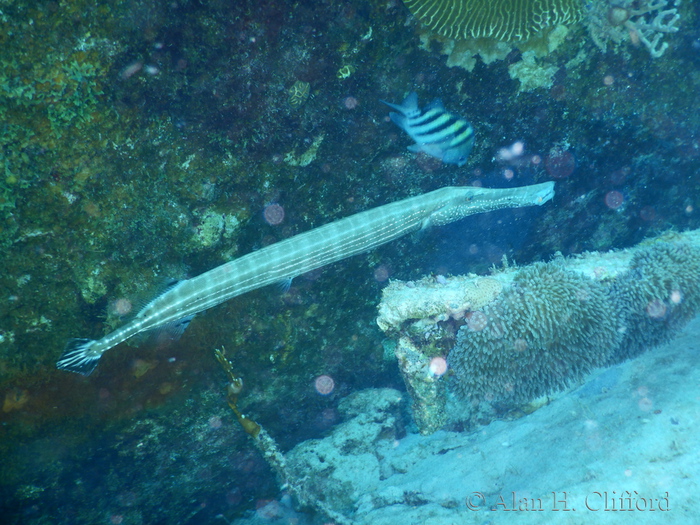 Trumpetfish