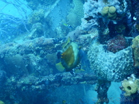 Whitespotted Filefish