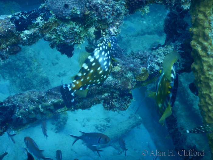 Whitespotted Filefish