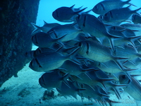 Blackbar Soldierfish