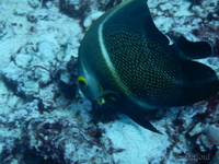 French Angelfish