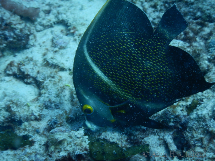 French Angelfish