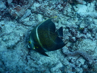 French Angelfish