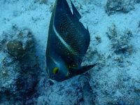 French Angelfish