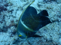 French Angelfish