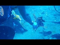 Lionfish (7 MB movie)