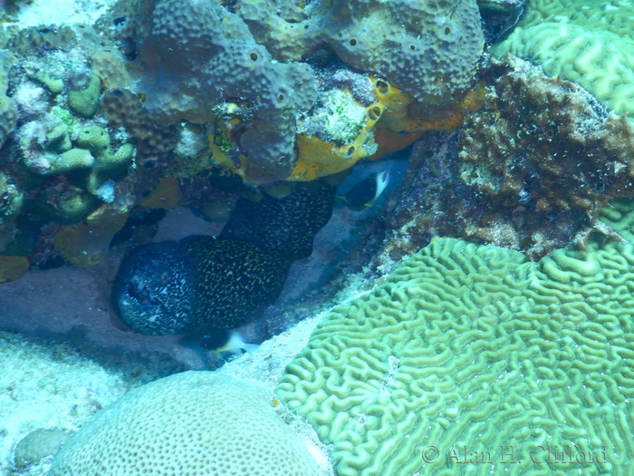 Spotted Moray