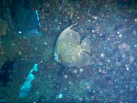 French Angelfish