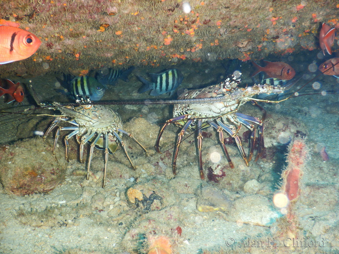 Spiny Lobsters