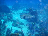 Porcupine Fish