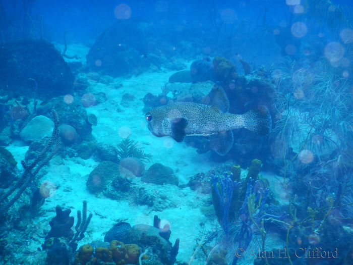 Porcupine Fish