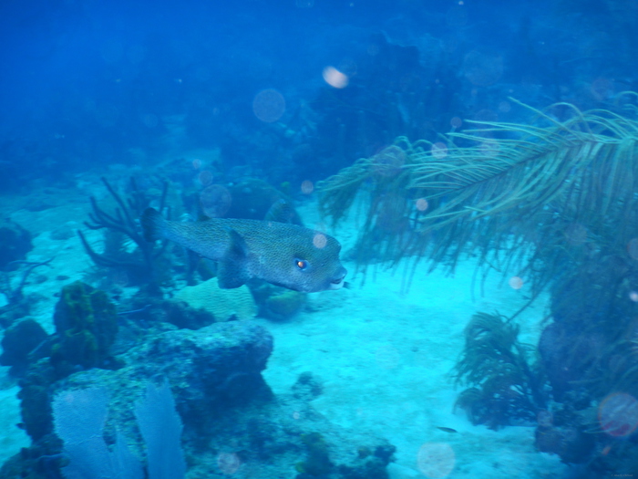 Porcupine Fish