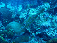 Scrawled Filefish