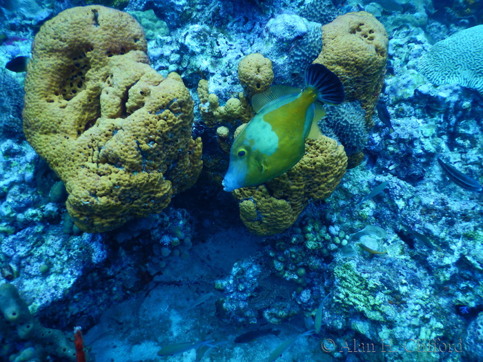 Whitespotted Filefish