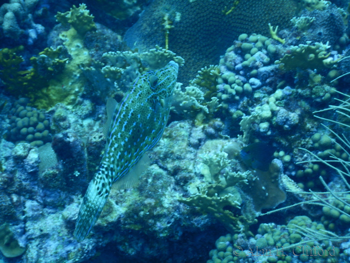 Scrawled Filefish