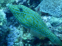 Scrawled Filefish