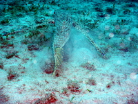 Flying Gurnard