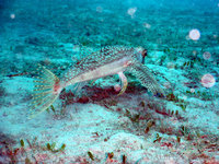 Flying Gurnard