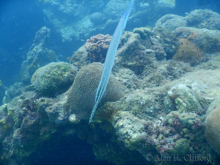 Trumpetfish