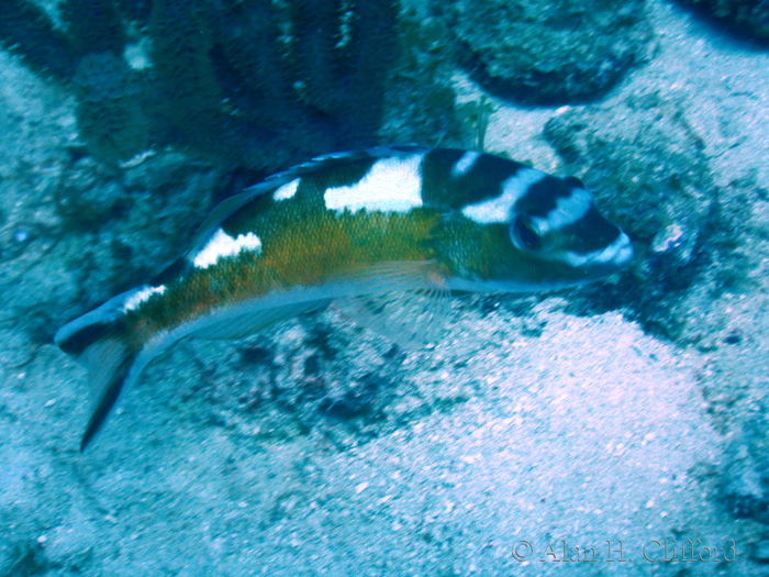 Wrasse