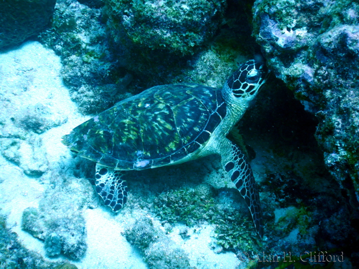 Hawksbill Turtle